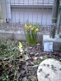 ☆小庭に春がやってきた！☆