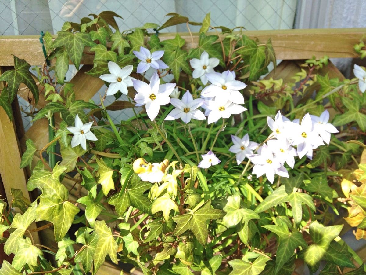 続・植えっぱなし球根 〜開花〜