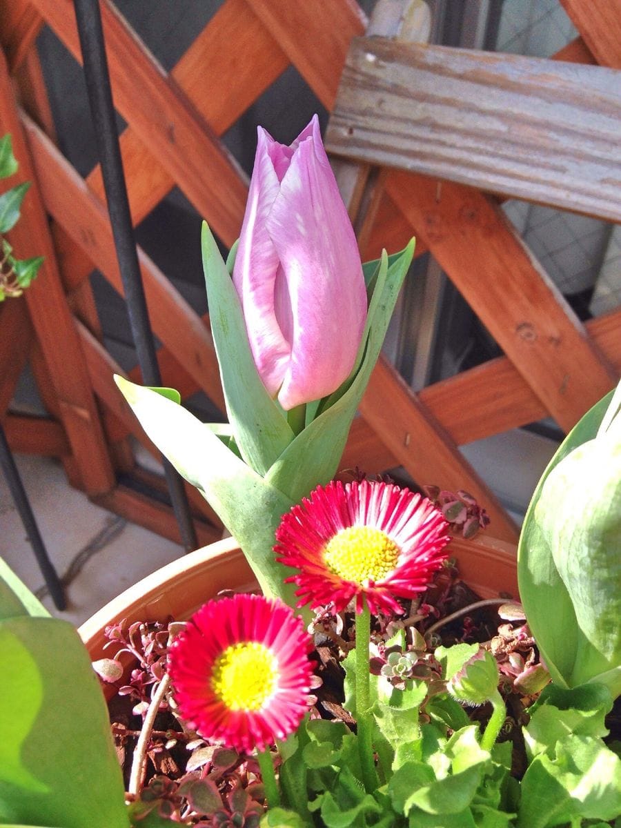 続・植えっぱなし球根 〜開花〜