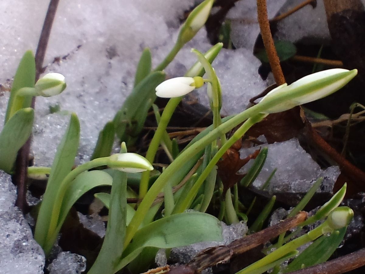 雪の中で既に蕾が！