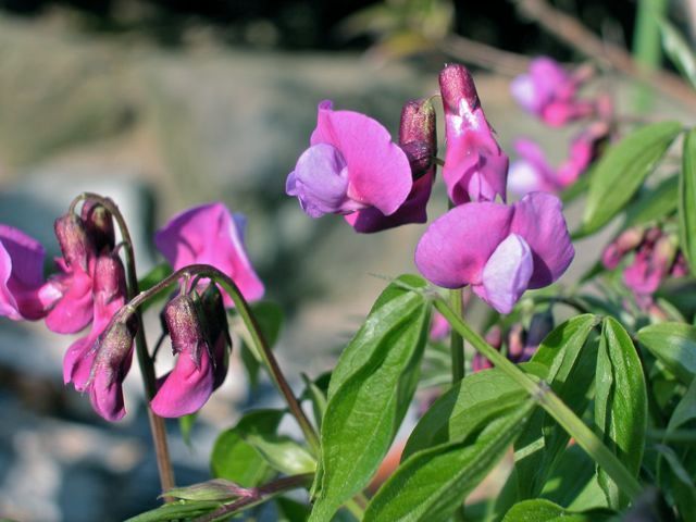 Lathyrus vernus