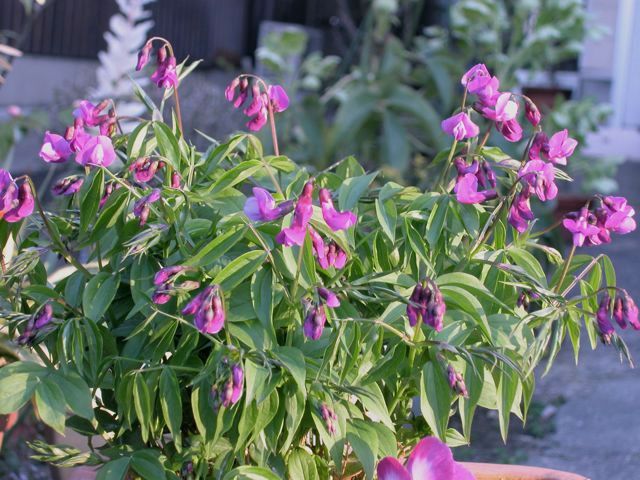 Lathyrus vernus