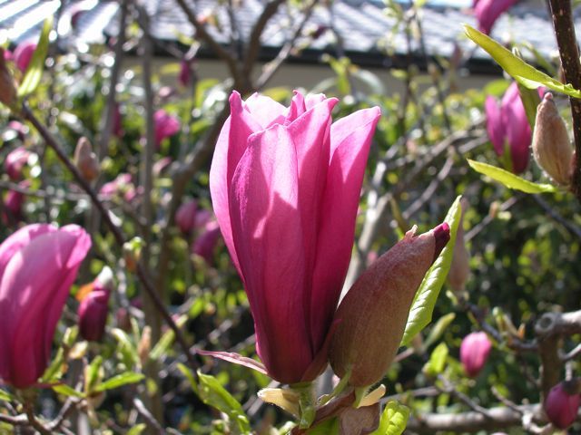 Lathyrus vernus