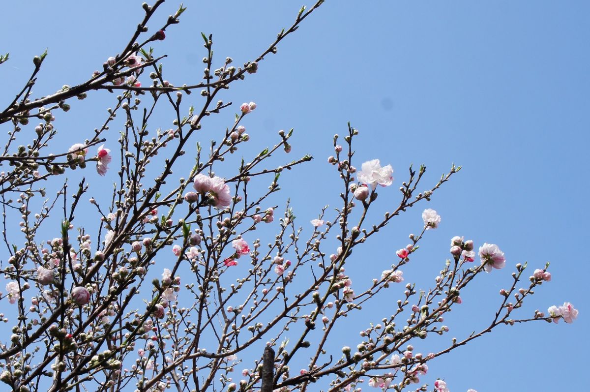 開花宣言でも桃です。