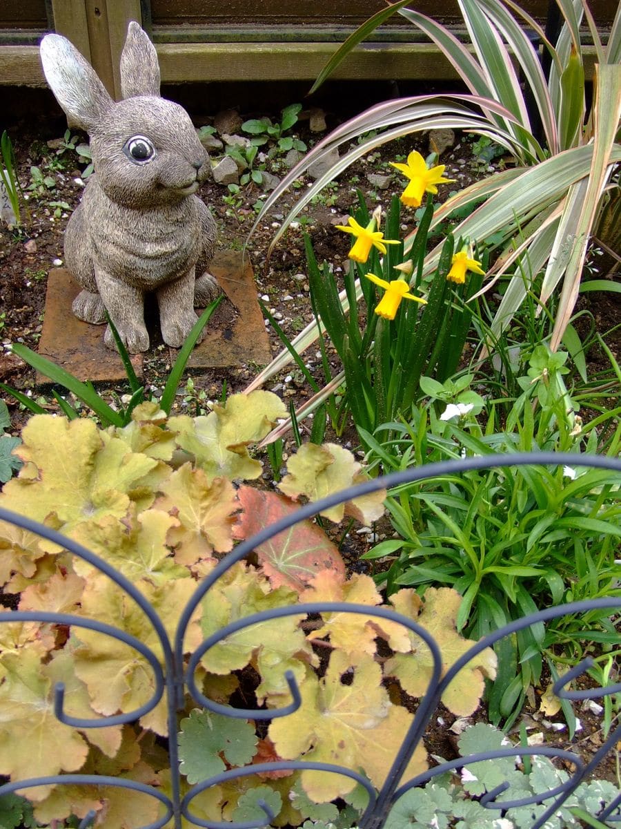 春を告げるティタティタの花