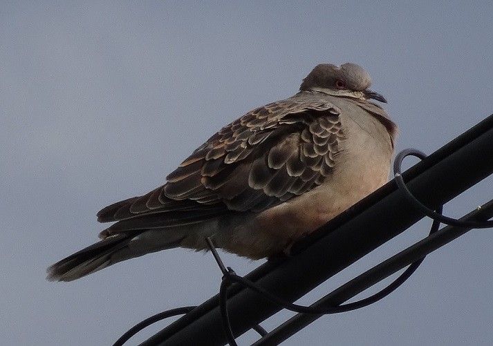 鳥たち