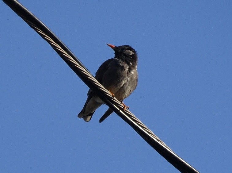 鳥たち