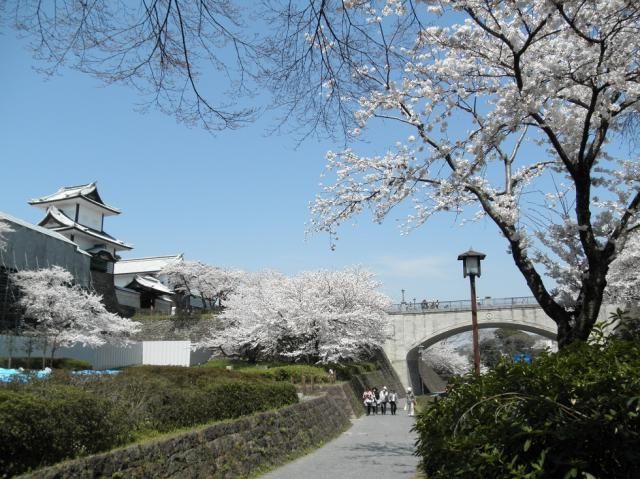 三名園の桜♪