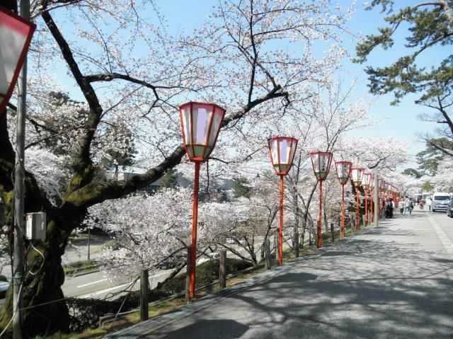 三名園の桜♪