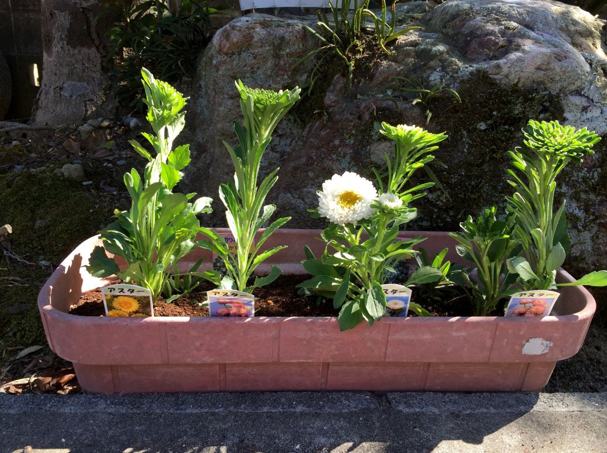 ポット苗の植替え