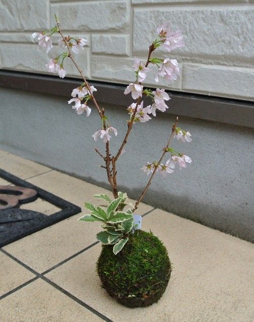 啓翁桜