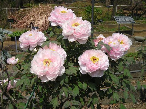 ぼたんの花が咲きはじめました