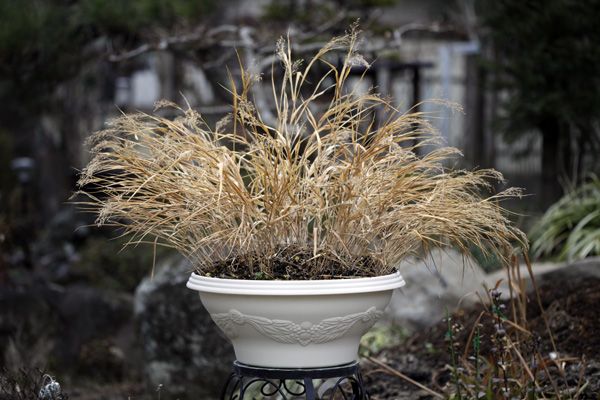 風知草