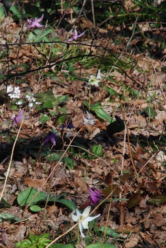 雪割草の自生地巡り③