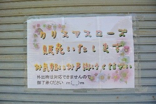 花散歩です。