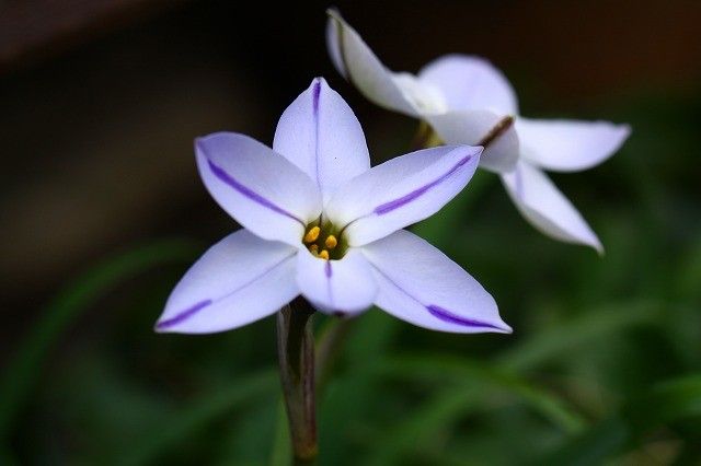 小さな花