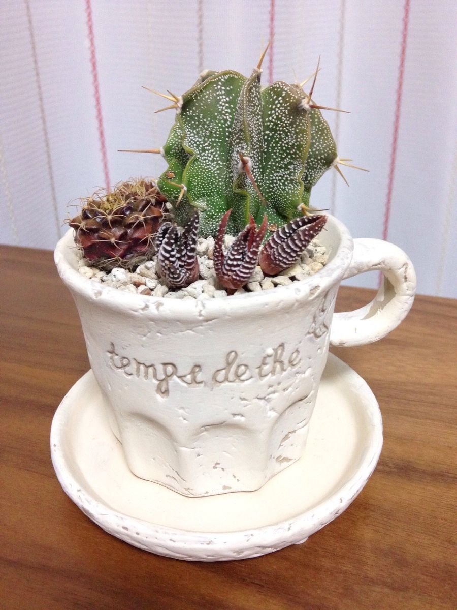 サボテンの寄せ植え 〜植え替え