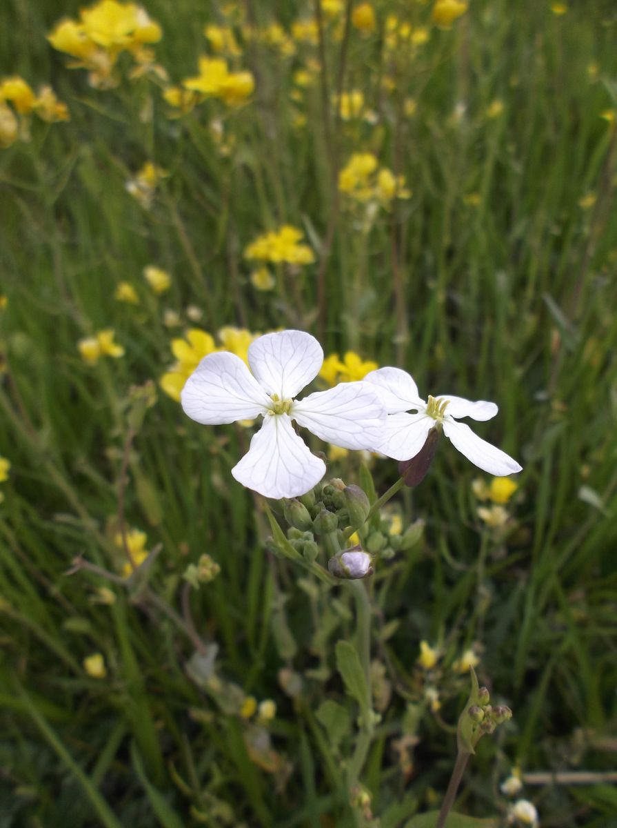 菜の花の中に咲く白い花。