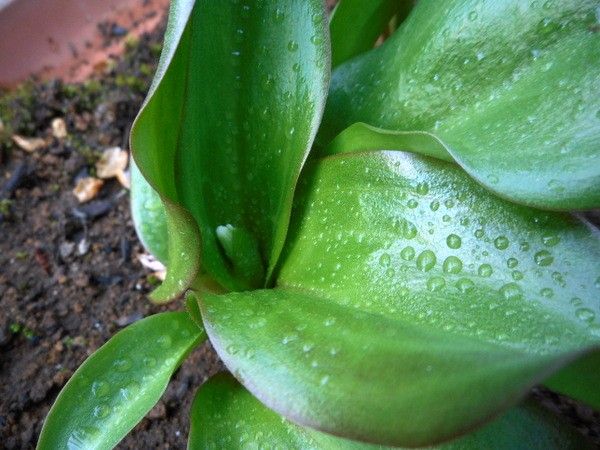 黄花カタクリの蕾。