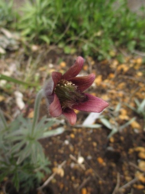 春の調布、花散歩。