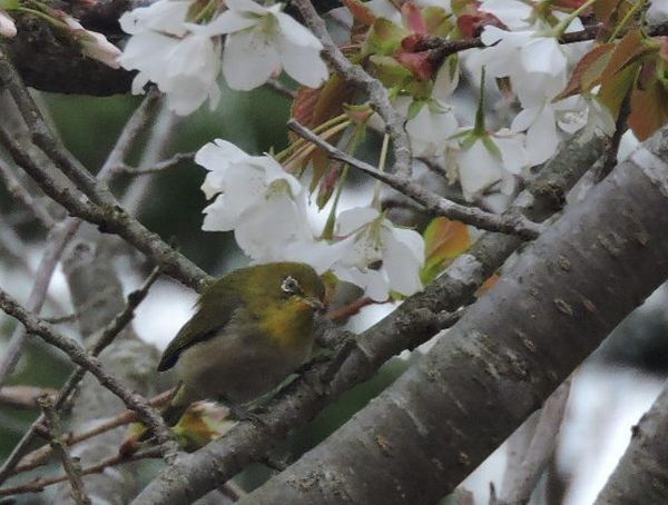 山桜にメジロ