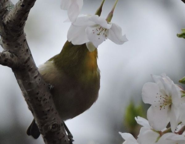 山桜にメジロ