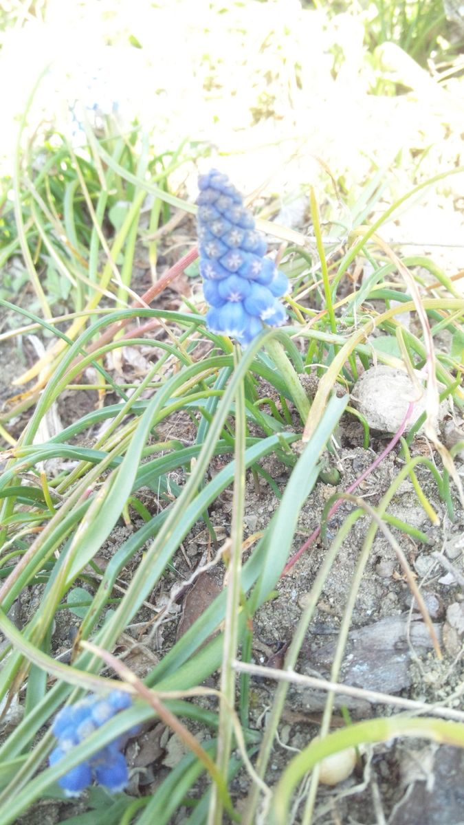 お花の受難