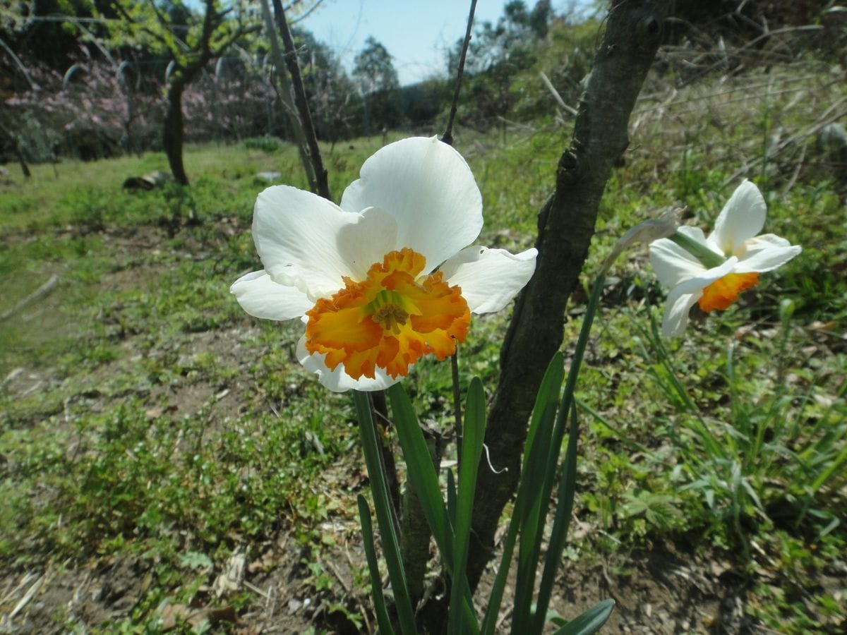 果樹園の花