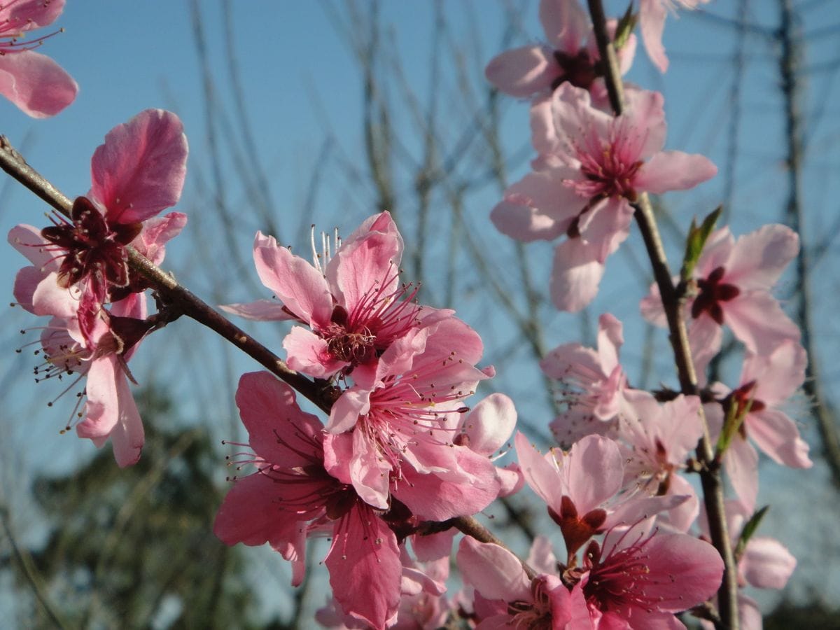 果樹園の花