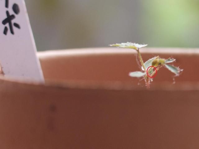 薔薇の繁殖