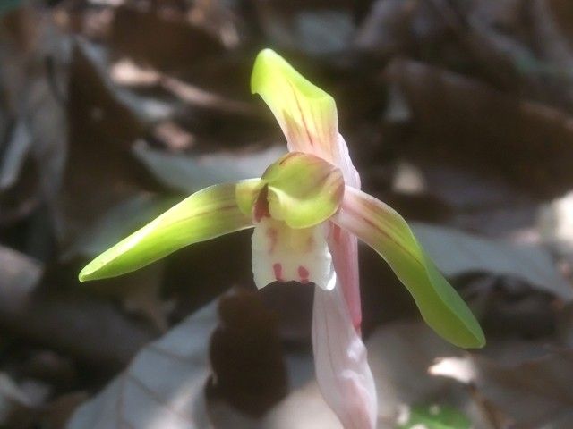 野山の花