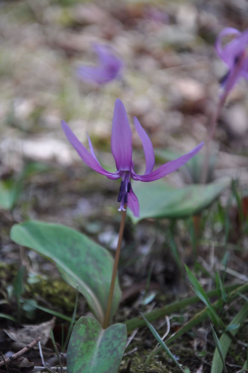 箱根湿生花園の春