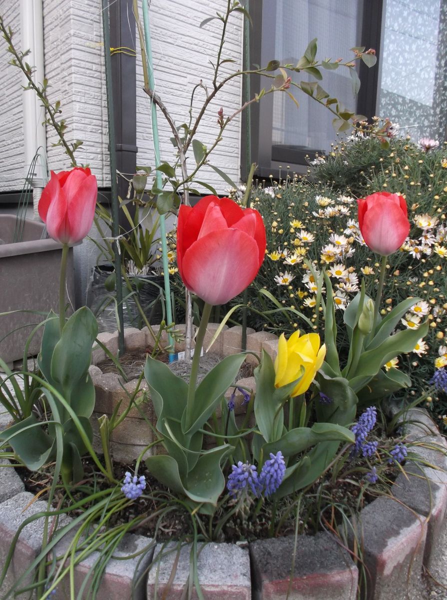 寄せ植えのチューリップも開花しました。