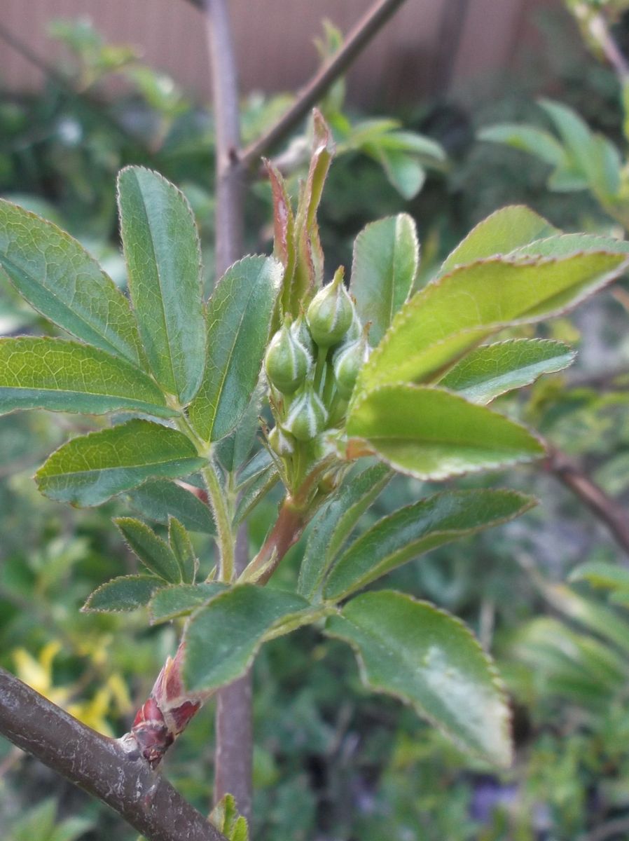  タンチョウソウ開花しました(・∀・)ノ