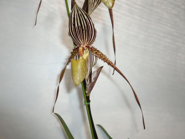 Paph.Saint Swithin