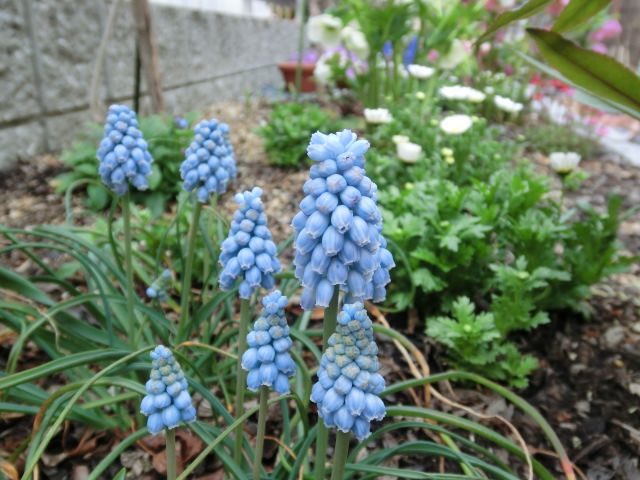 春のお花