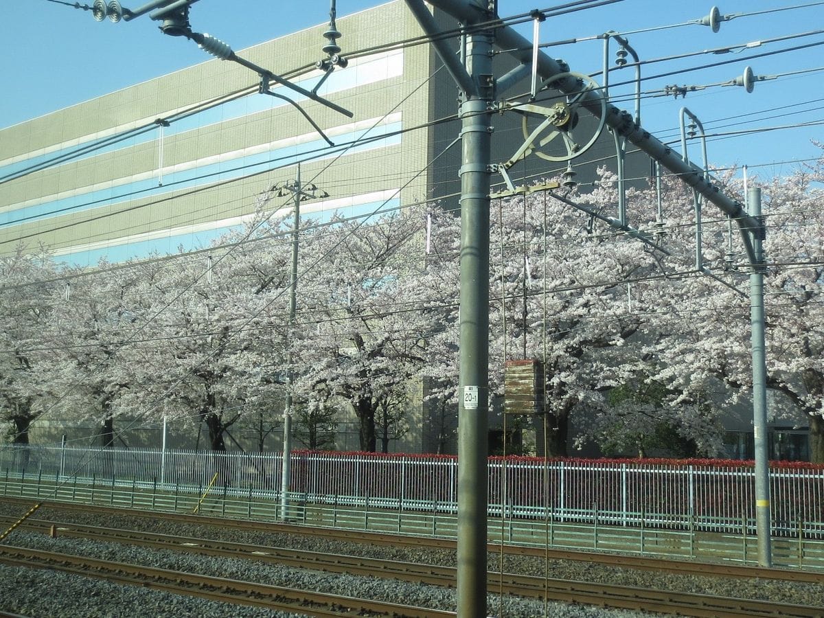 桜　満開