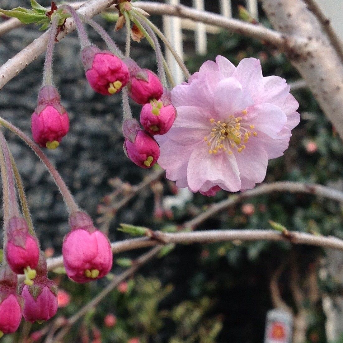 今日の花！