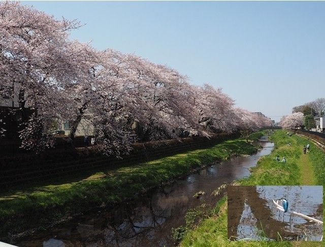 桜に誘われて