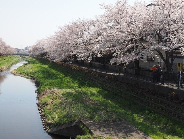 桜に誘われて