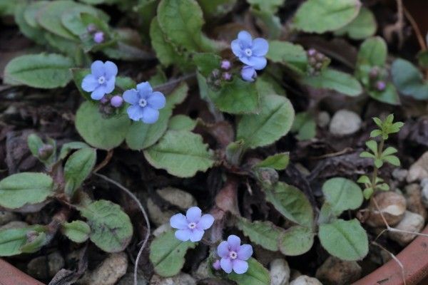 花木も咲いてきたよ