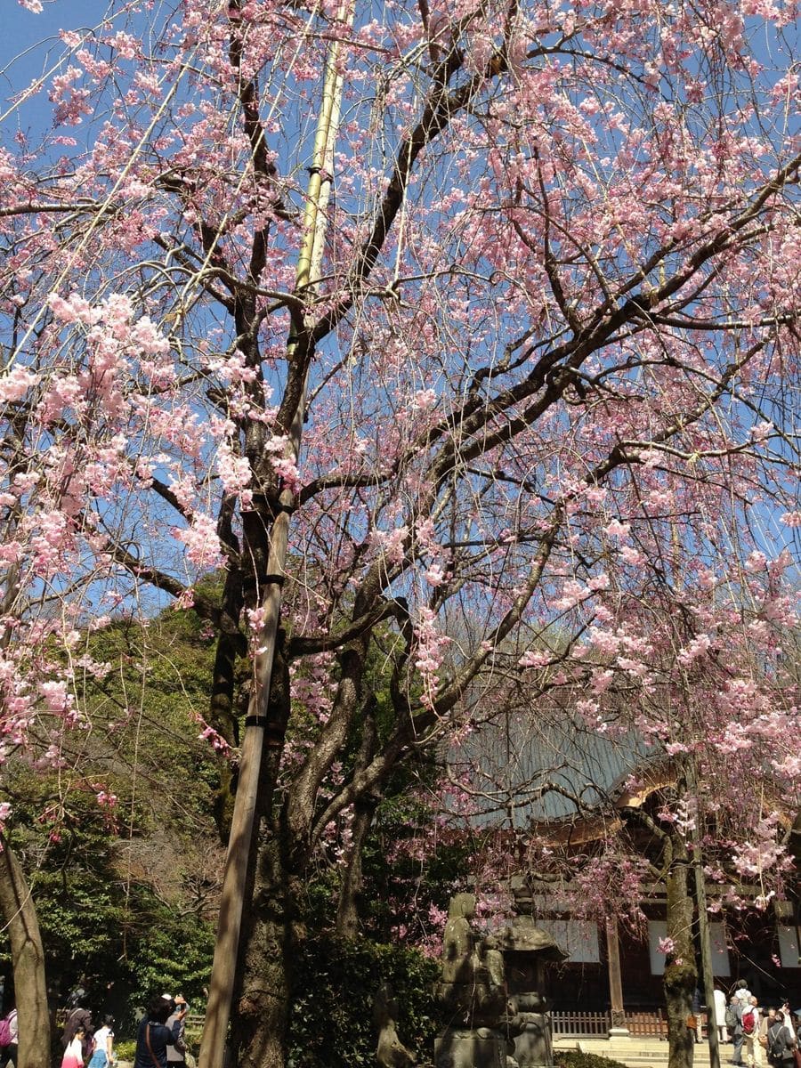 ついでに深大寺