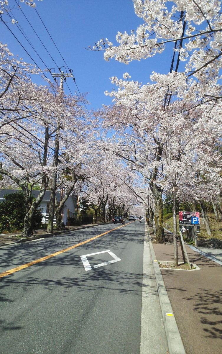 桜🌸のトンネル