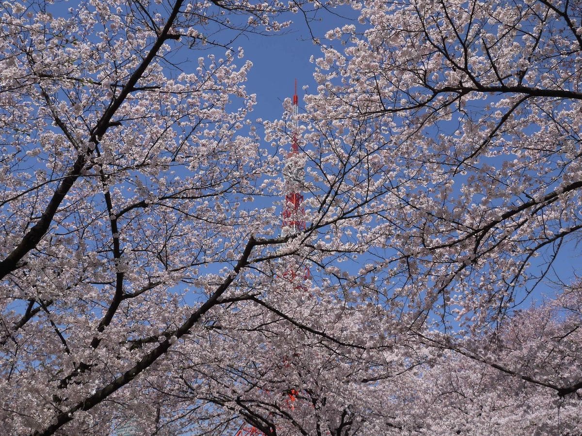 東京桜だより　その１