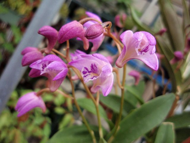 キンギアナムとリンゴの花。