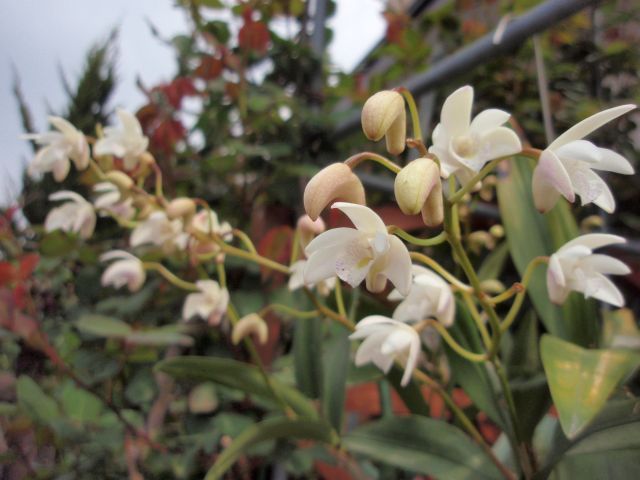 キンギアナムとリンゴの花。