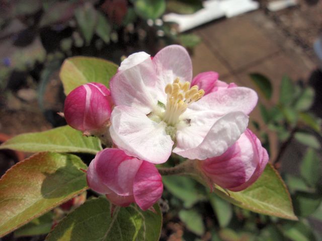 キンギアナムとリンゴの花。