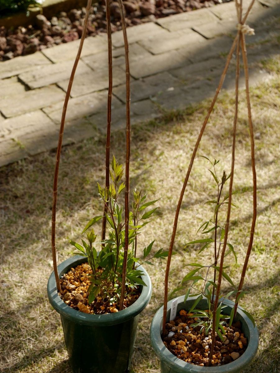 セージの茎を支柱に。