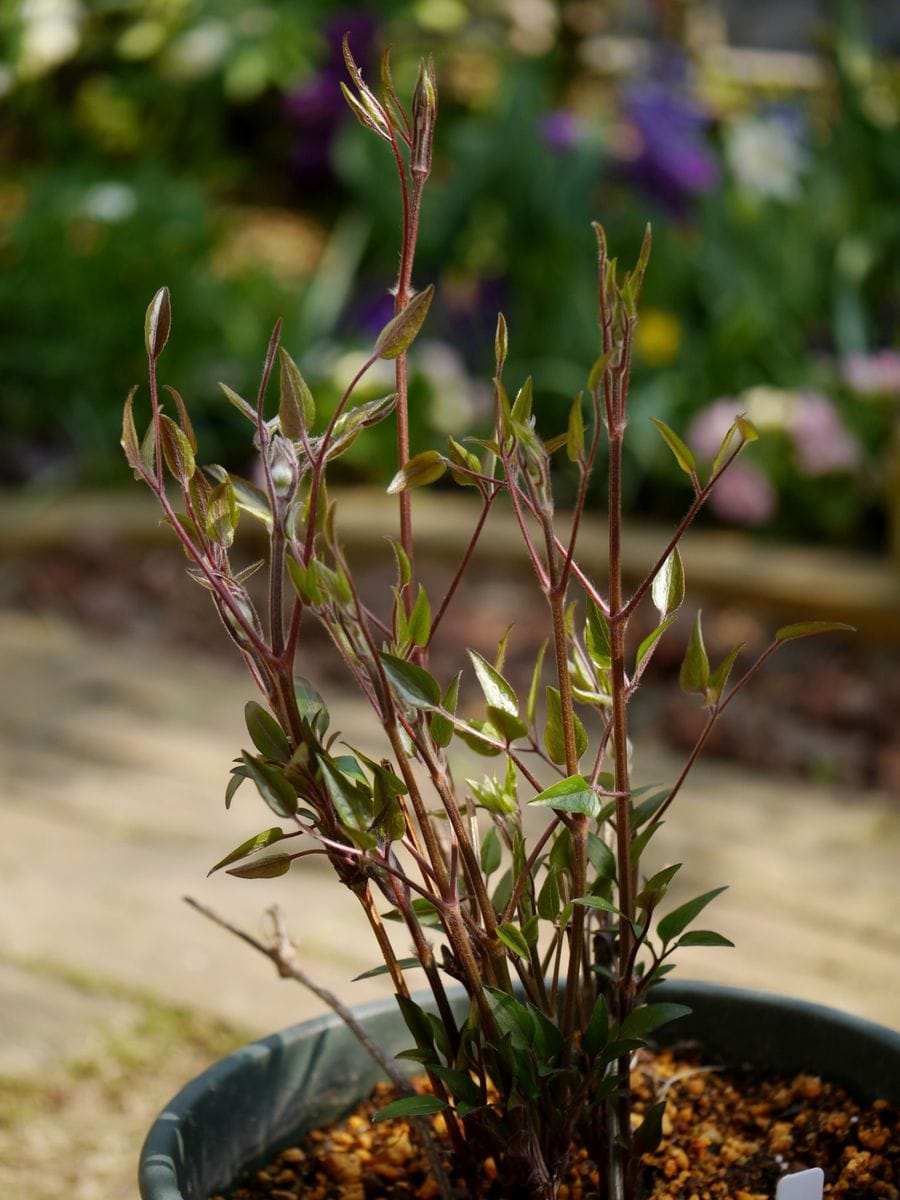 セージの茎を支柱に。