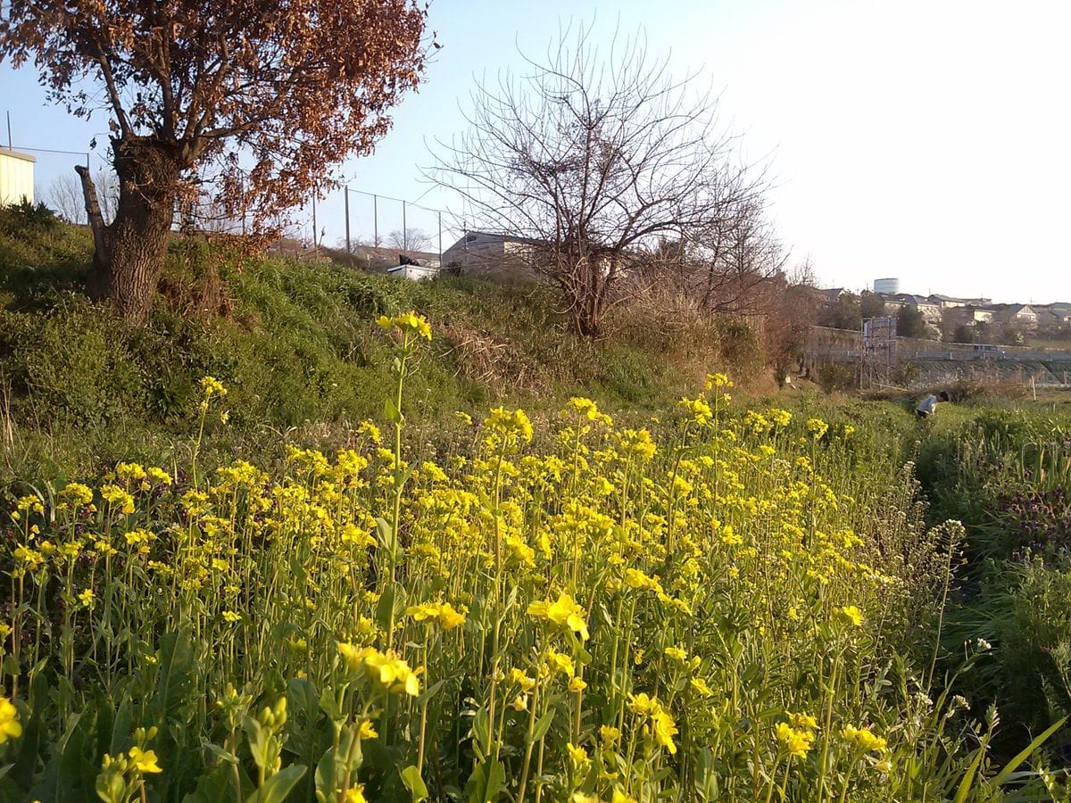 コマツナの花